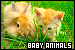Animals: Baby