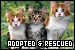 Cats: Adopted & Rescued