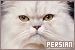 Cats: Persian